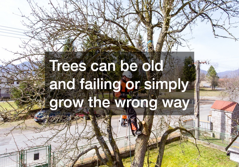 a landscaper pruning a tree